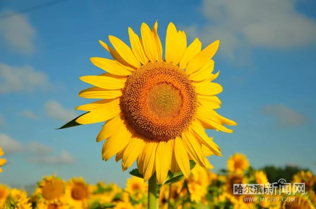 这片望不到边的花海一夜爆红成新晋网红打卡圣地怎