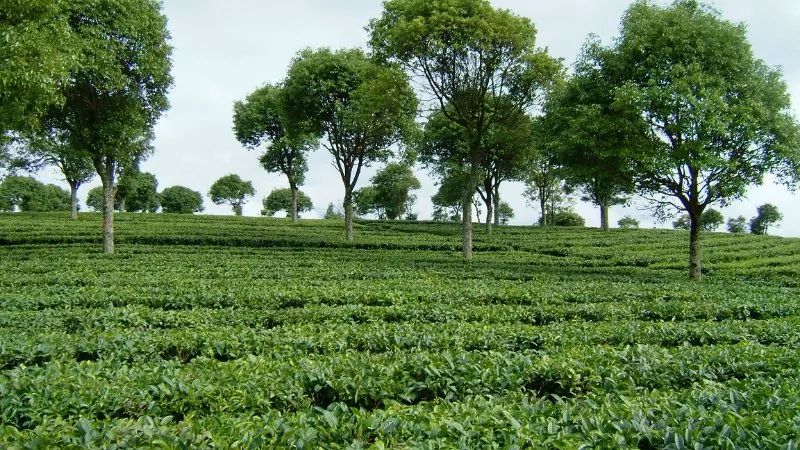 普洱人口分布_普洱熟茶图片