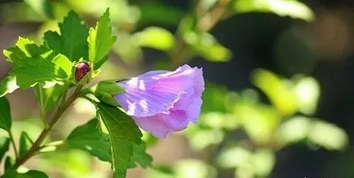 莫道三伏热,便是五湖秋!今日末伏,三伏最后几天,这些讲究不可不知!