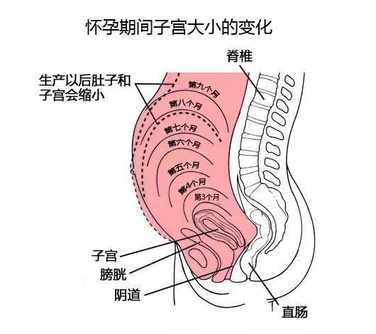 产后乳房正常身材vs产后身材产前vs产后身体具体变化纯真芳疗产后修复