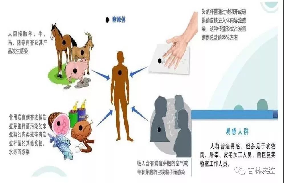 皮毛或患病动物污染的物品获得感染,前提都是患病动物,即患炭疽的动物