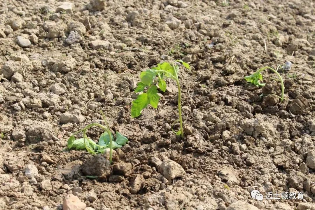 拔草,浇水,松土,种植的整个过程都承担着滋养生命的责任,你能完成