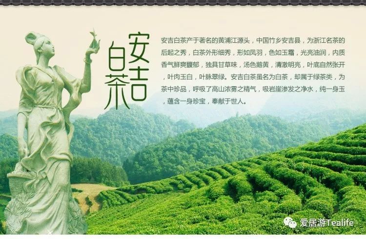 孤寂地藏身于幽邃的山坞,它便是安吉的"白茶祖"