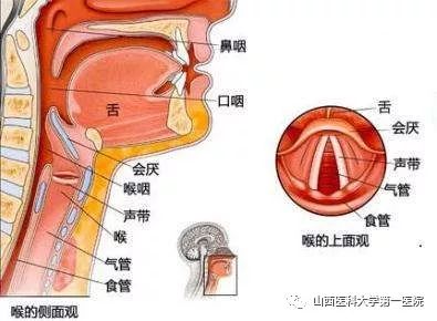 咽喉肿痛憋气 危险的会厌炎不可忽视