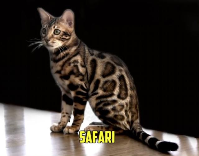 safari cat (类似孟加拉豹猫)家猫   野生南美杰弗里猫喜马拉雅猫