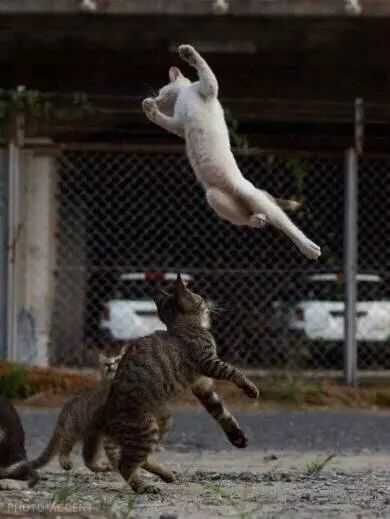 猫跳起来一瞬间,我明白了什么叫功夫猫!