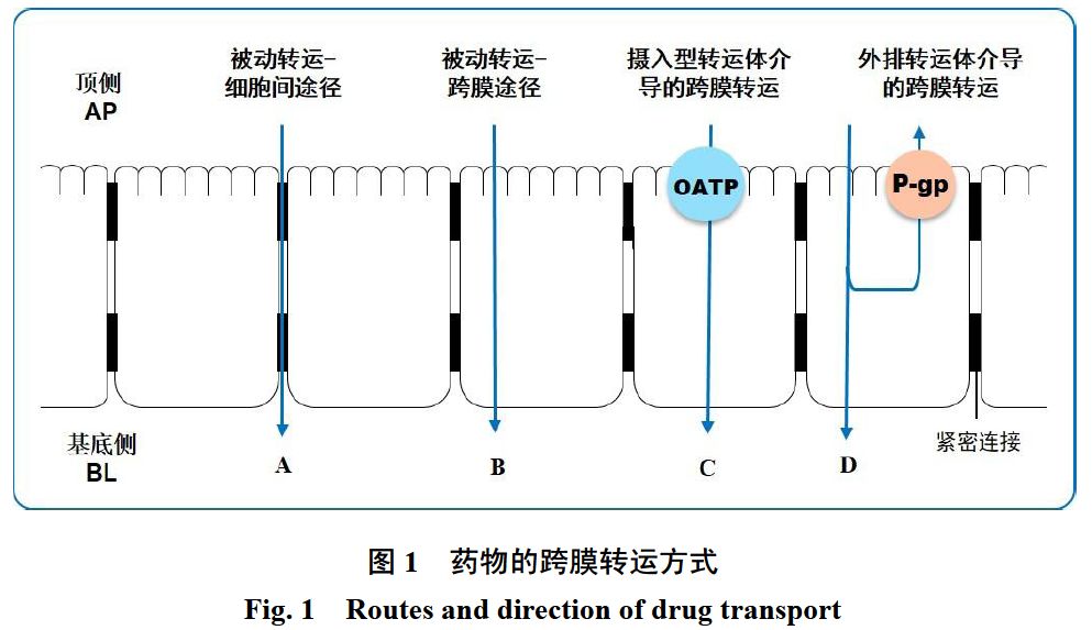 跨膜转运又可分为被动转运(图1b)和转运体介导的跨膜转运,而转运体介