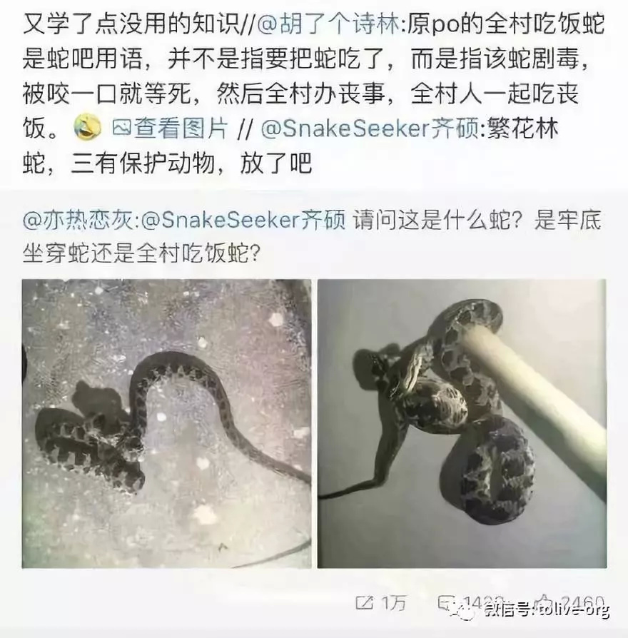 全村吃饭蛇和牢底坐穿蛇是什么梗