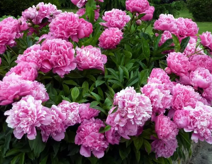 五月花神 芍药 9区花友也能种出美美的花 花卉