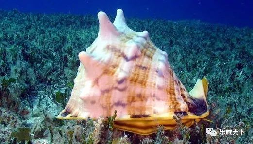 唐冠螺是大型海螺.