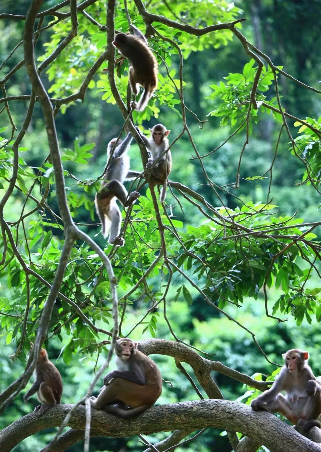 在树上悠闲栖息的猴子们