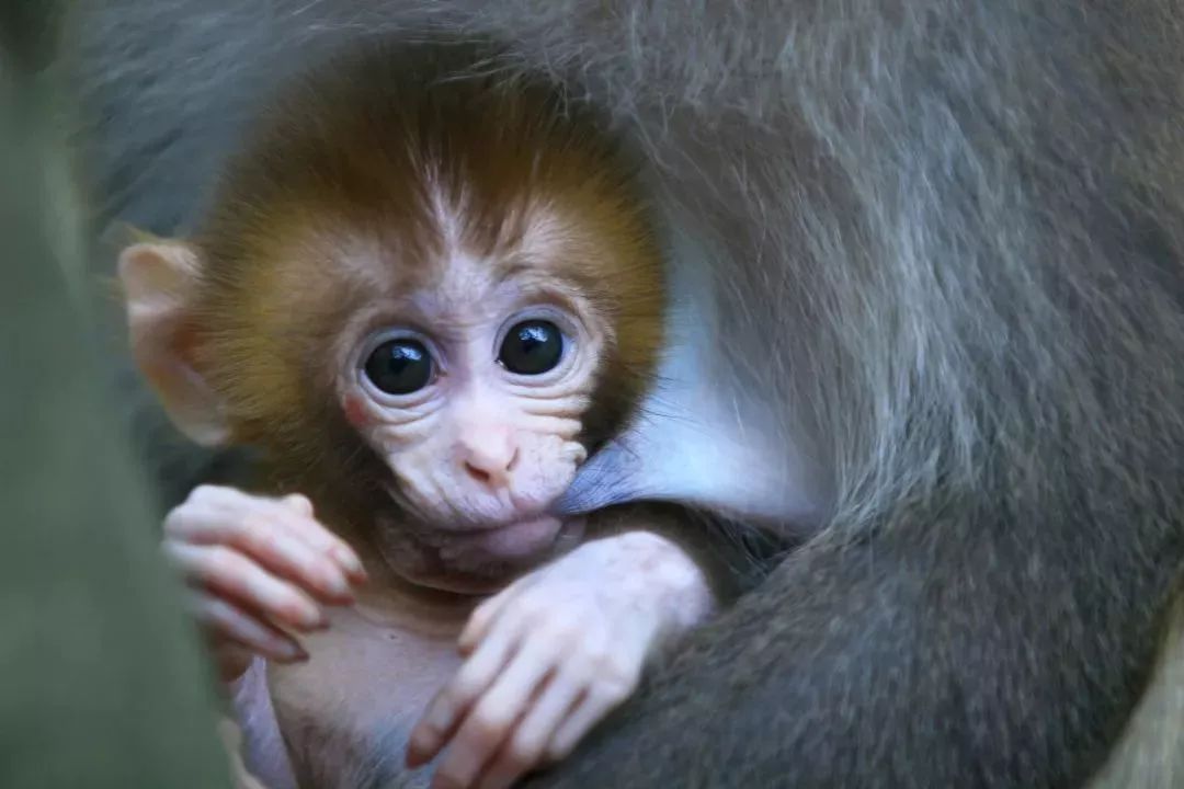 小猴子们每天用四肢紧紧的抓住猴妈妈的肚皮,终日未曾离开母猴半步.