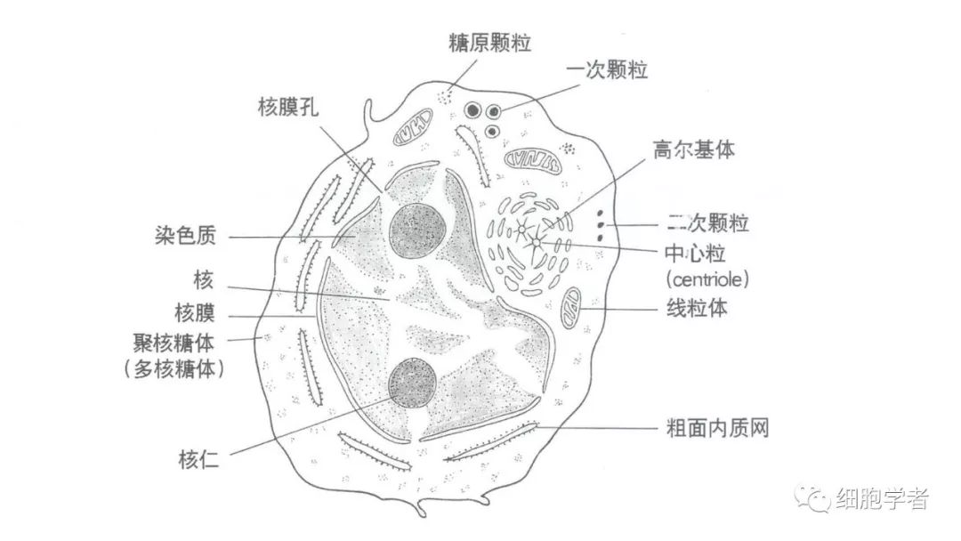 血液细胞形态观察若干知识点 骨髓细胞形态·正常