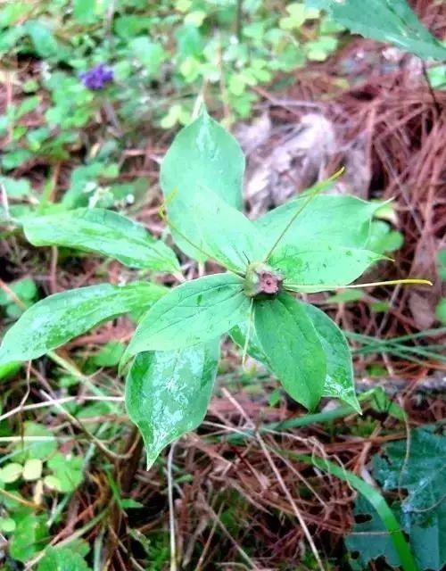 云南省彝医医院带您快速了解彝医药