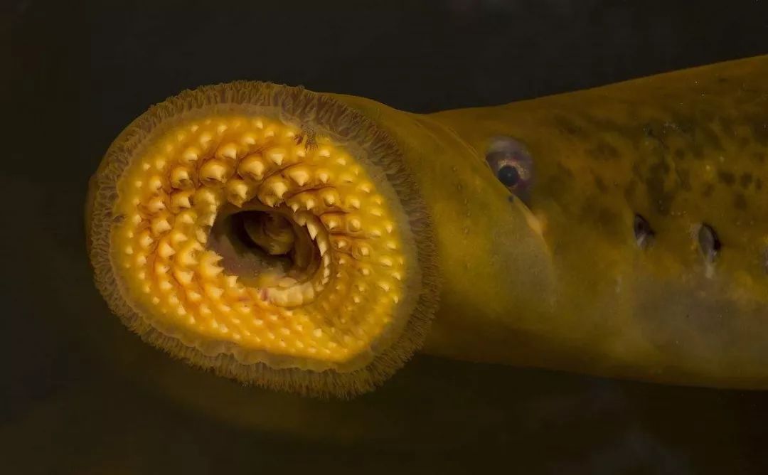 密恐者的噩梦圈圈嘴大黄牙的七鳃鳗请慎入