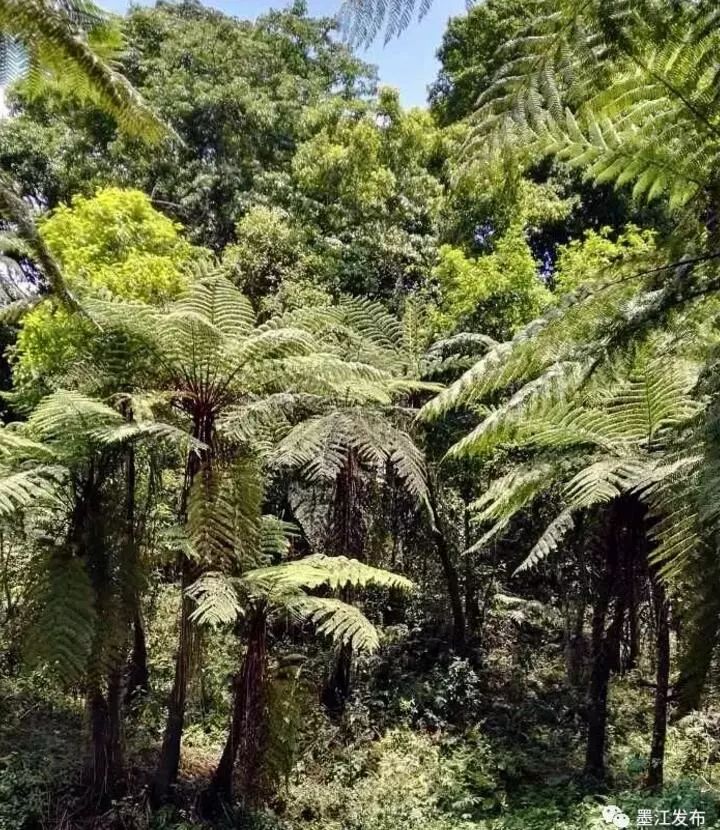 普洱十大历史景观之墨江西岐桫椤林