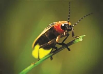 对环境变化非常 因此它也是一种 生态环境指标昆虫 凡是有萤火虫