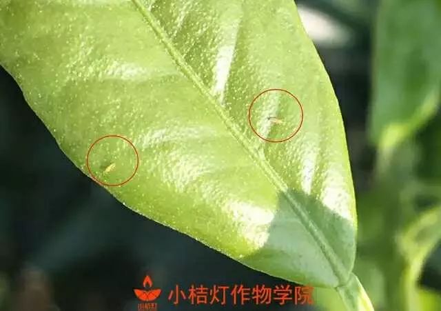 3,茶黄蓟马若虫高峰期为8月下旬至9月上旬,成虫高峰期为9月中旬.
