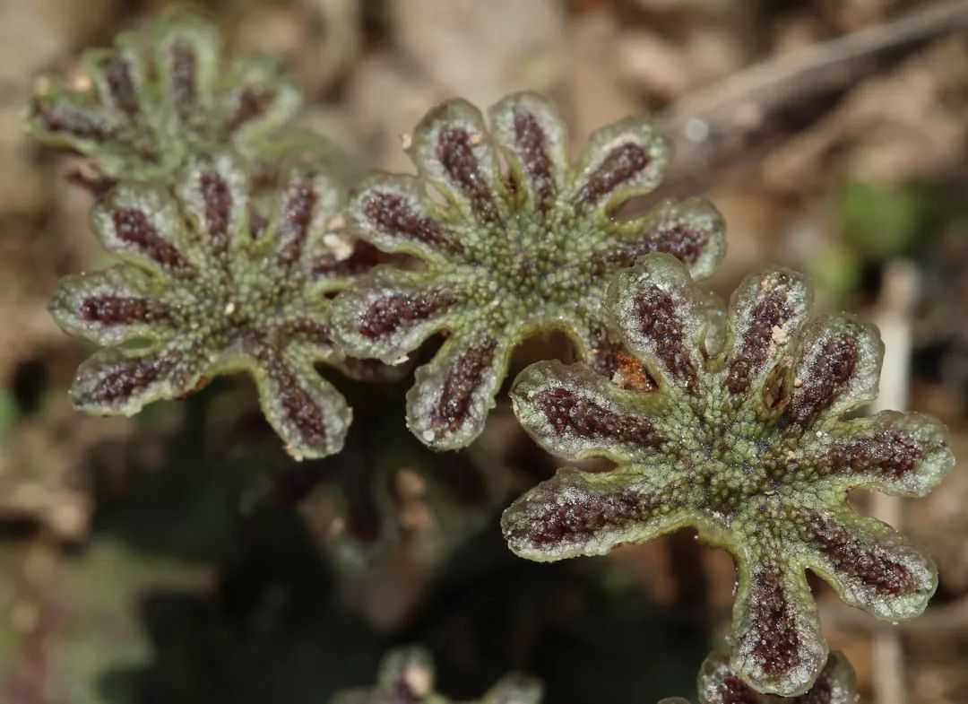 一种地钱(marchantia sp.)的雄生殖托; (摄影/草猫)