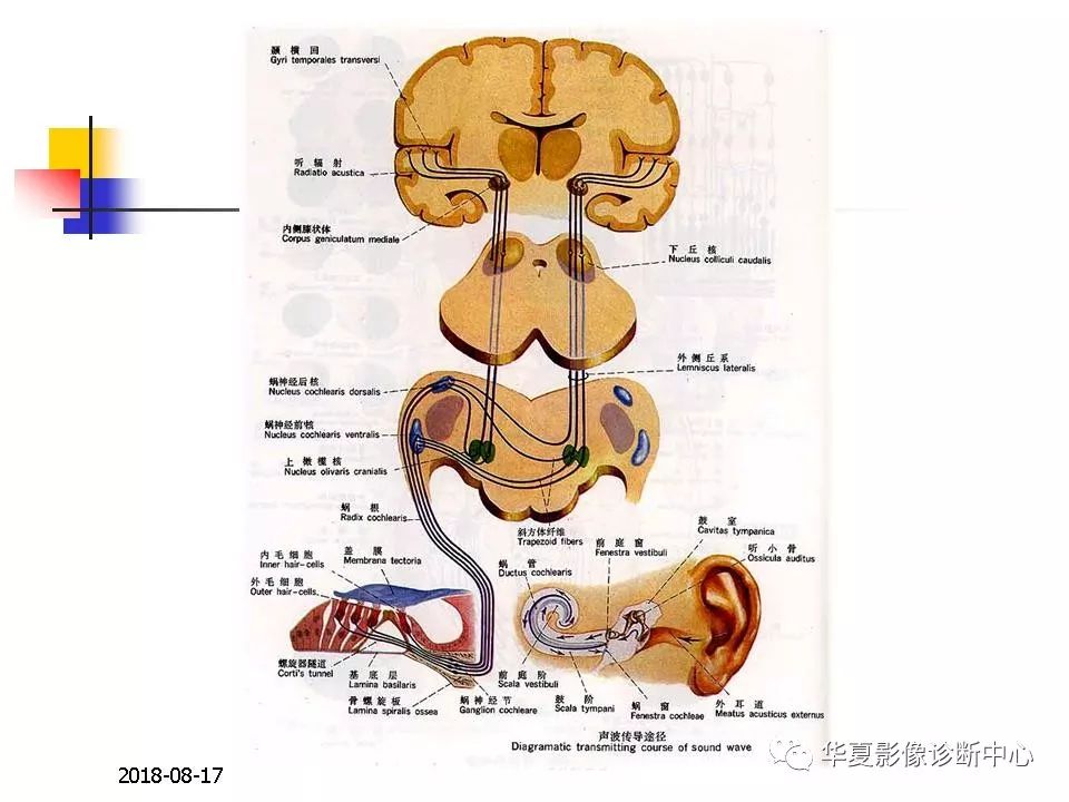 脑干的解剖与临床综合征