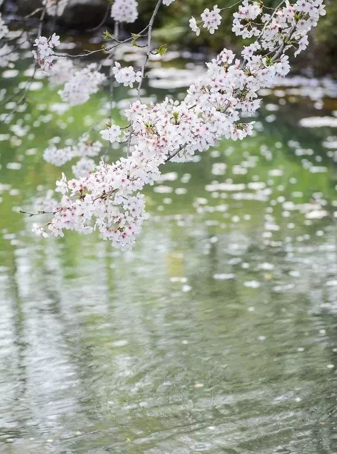 《相见欢·林花谢了春红》