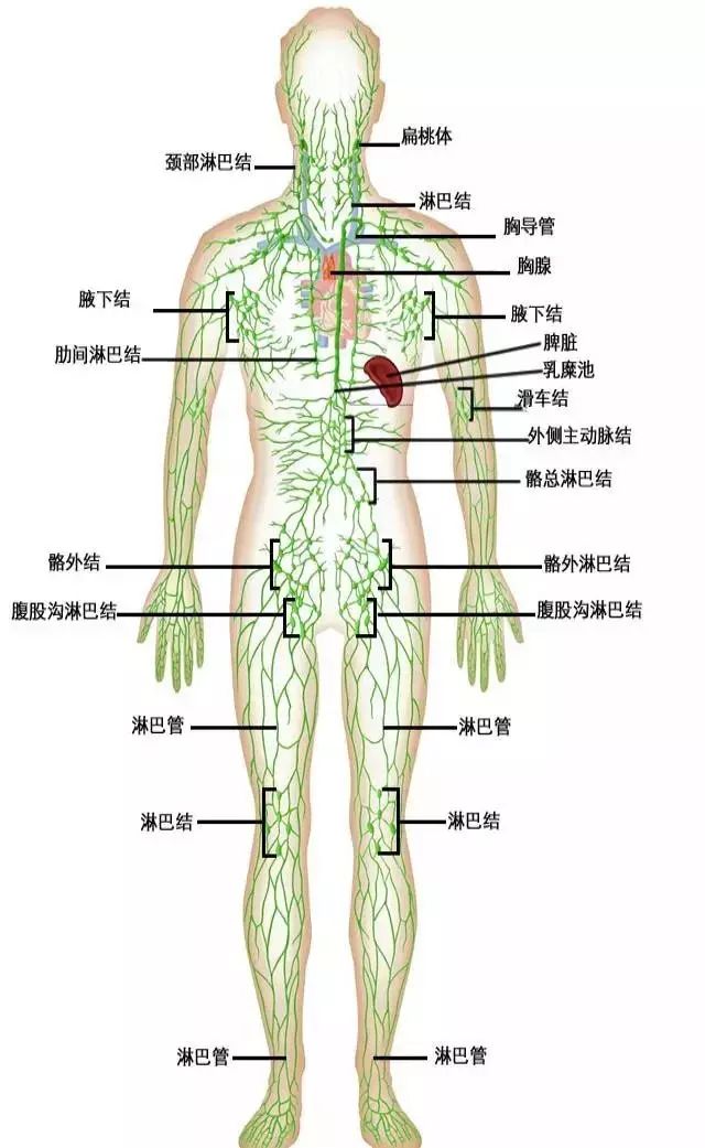 为什么要做淋巴排毒?