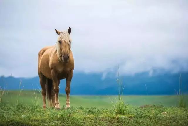 选一匹最烈的马,迎风驰骋,等到累了,下马躺在那如水的草原上,心里的所
