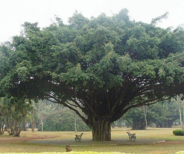 全球最高的3棵巨树鸟儿在树顶唱歌树下听起来好像蚊子嗡嗡