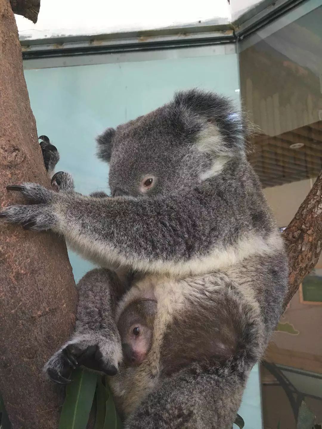 Le koala australien menacé d'extinction à cause de la chaleur