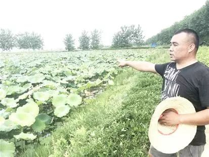 虾居荷下豆作粮——在汉川鲁明种养殖家庭农场看生态循环农业