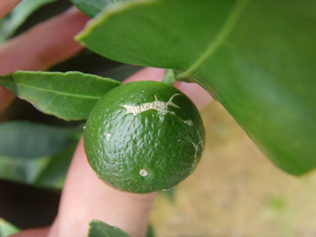 每日病虫鉴别茶黄蓟马