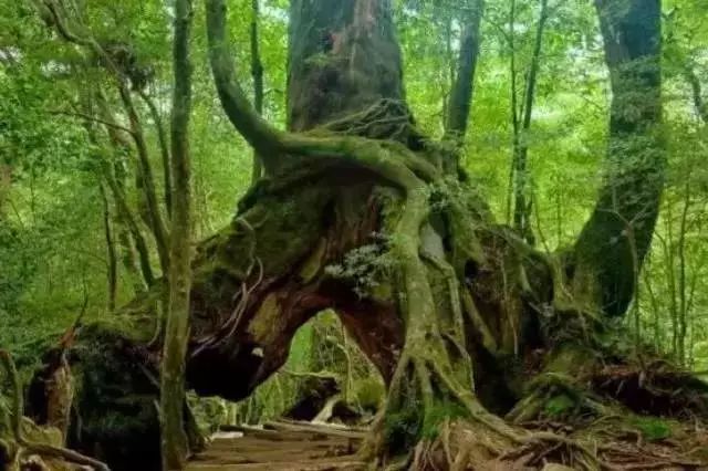 不需要人工降雨也能有很好的拍摄效果 因为它降水丰富,原始森林植被