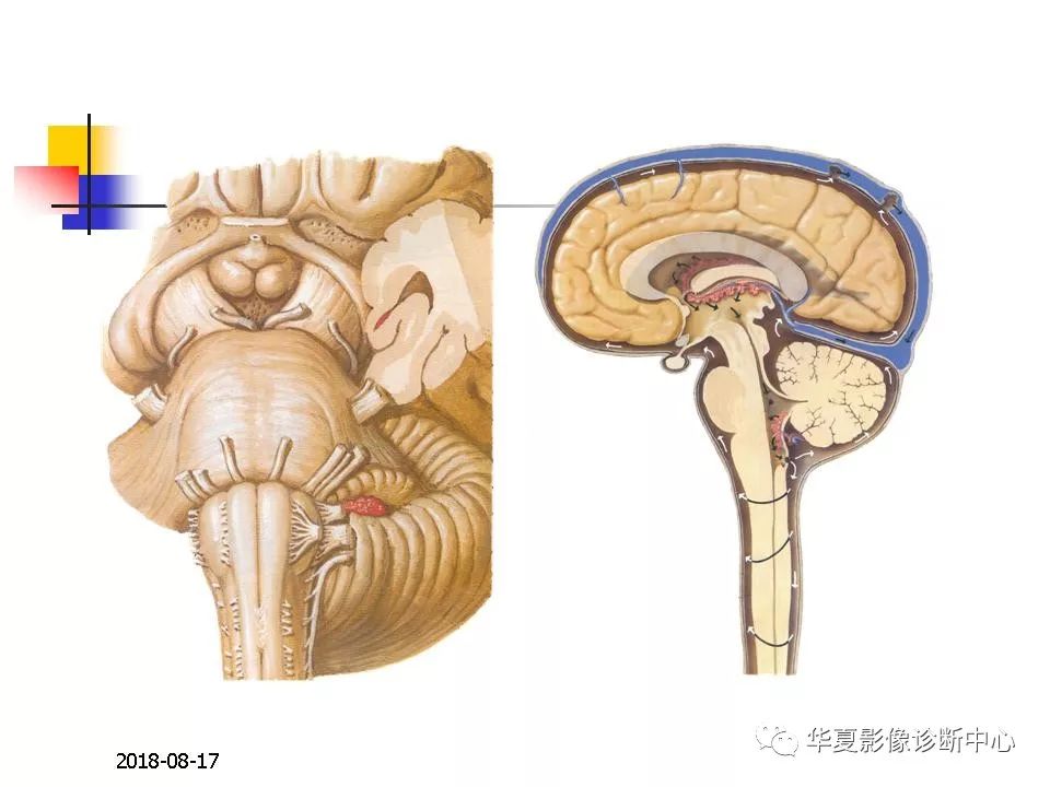 脑干的解剖与临床综合征