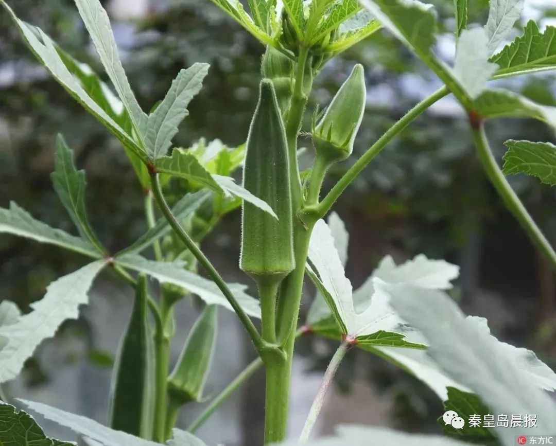 与秋葵相似的一种植物, 曼陀罗中毒后,轻者主要表现为口,咽喉发干