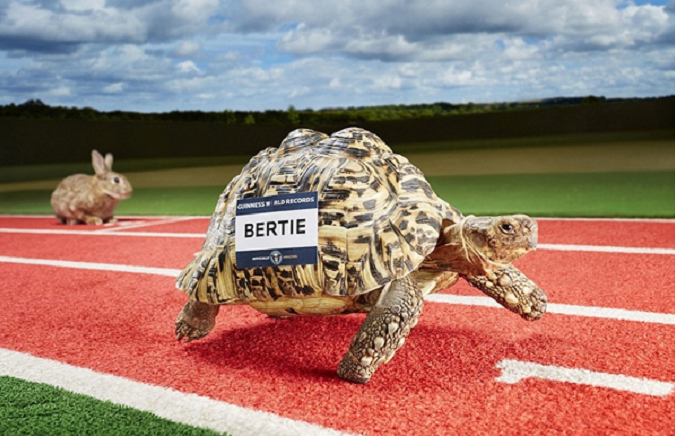 世界上爬行最快的乌龟，号称“龟界博尔特”，打破吉尼斯世界纪录