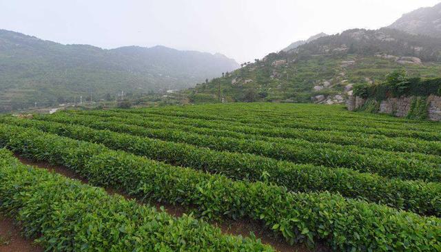 被誉为绿茶中极品的崂山茶是何来头简说最北的茶叶崂山茶