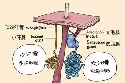 大汗腺:和狐臭有关.