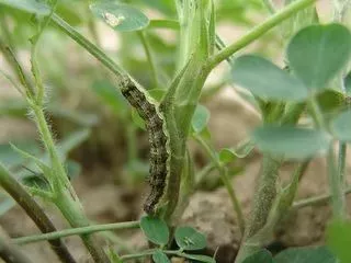 虫害|说了那么多,不就花生的虫害么,但是你真的会防治么