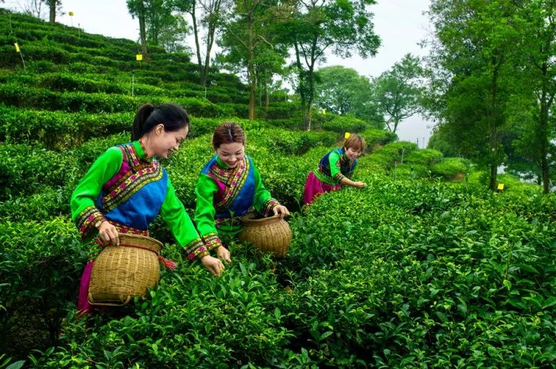 图为丰顺马山生态茶园(郑婉英/摄)梅州市丰顺县茶叶产业园定位全国