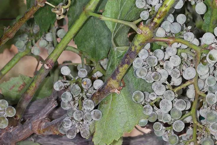 白粉病霜霉病黑霉病最有名的葡萄霉菌应该是贵腐霉菌了,这种有益霉菌