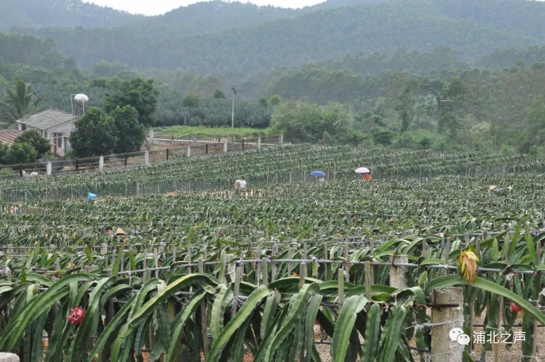 兴胜火龙果种植基地