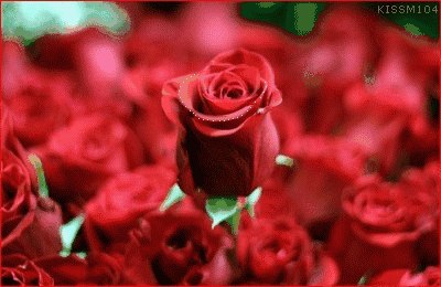 今日七夕,77朵玫瑰送给群里的朋友,愿你永远幸福甜蜜!