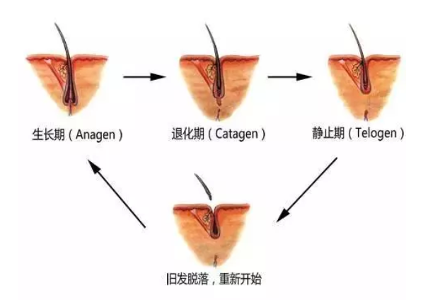 怎么判断自己的毛囊是否健康?