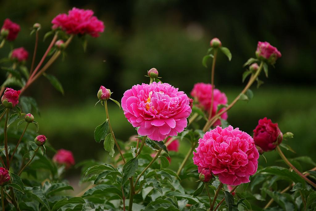 芍药怎么搭_芍药花图片