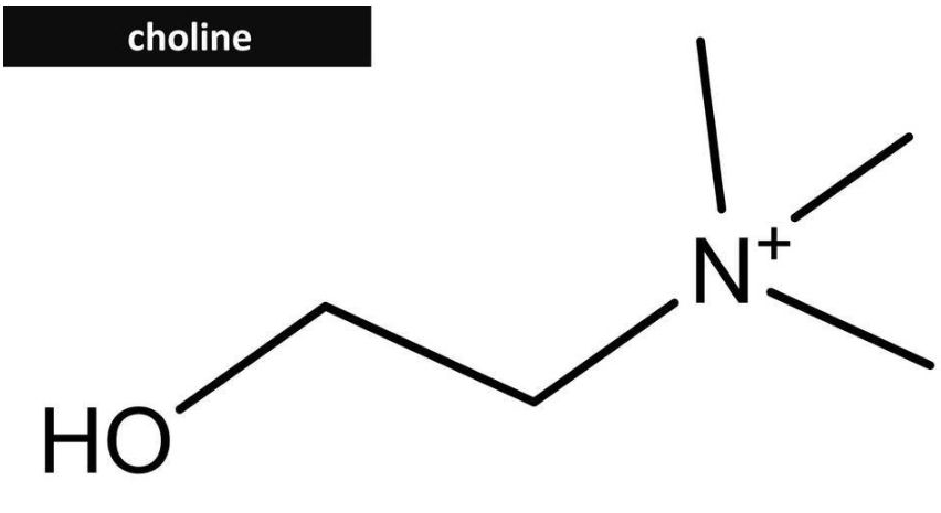 (胆碱分子结构)