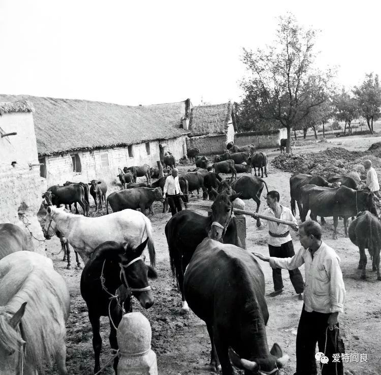 1979年,御宝大队贺王生产队的牲口养殖在全县驰名