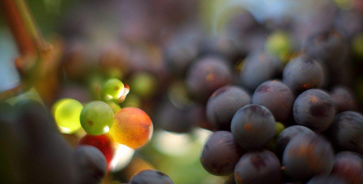 葡萄酒系列基础知识篇之葡萄品种--马尔贝克