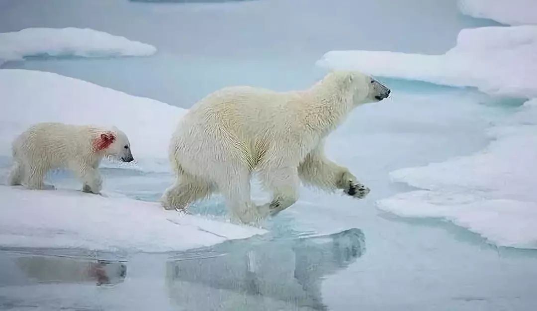 竟然出现了32℃的罕见高温 冰川家园正在逐渐融化 北极熊妈妈带着宝宝