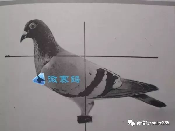 【经验】挑选种鸽"站姿"的经验(图)