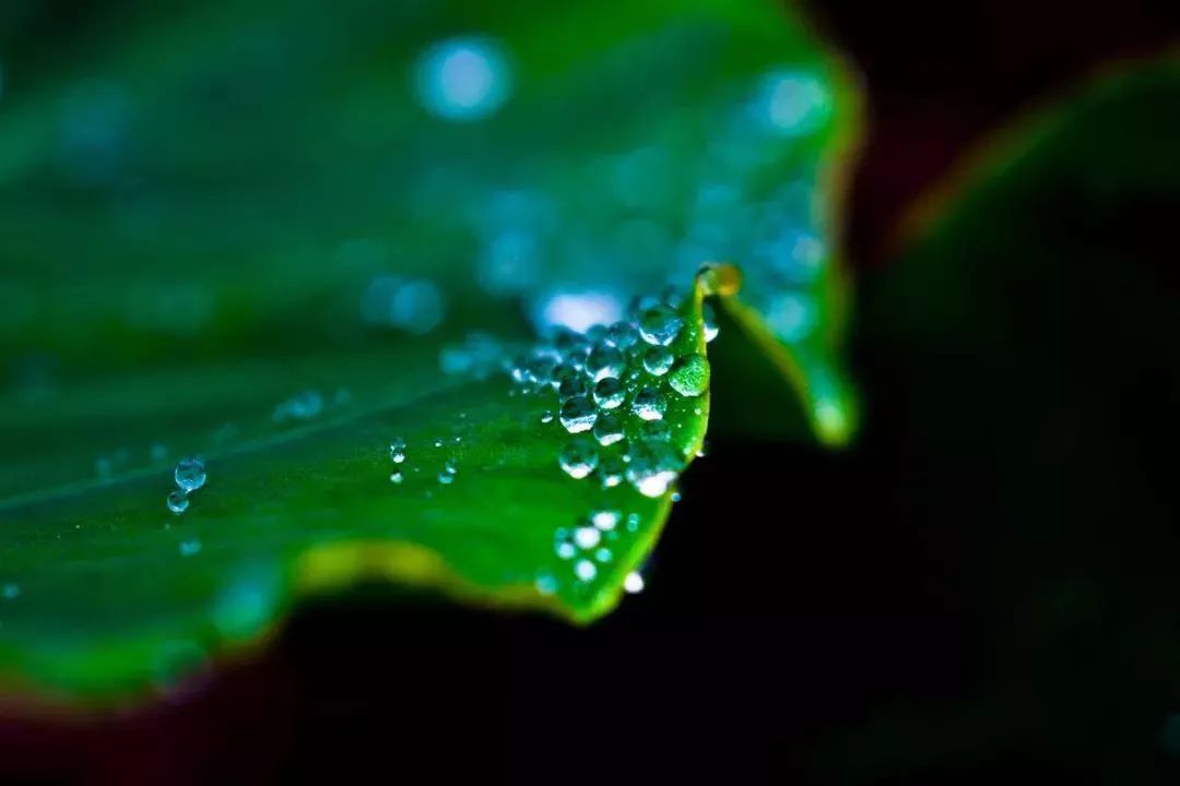 《蕉窗夜雨》---耳边愁听雨萧萧,碧纱窗外有芭蕉